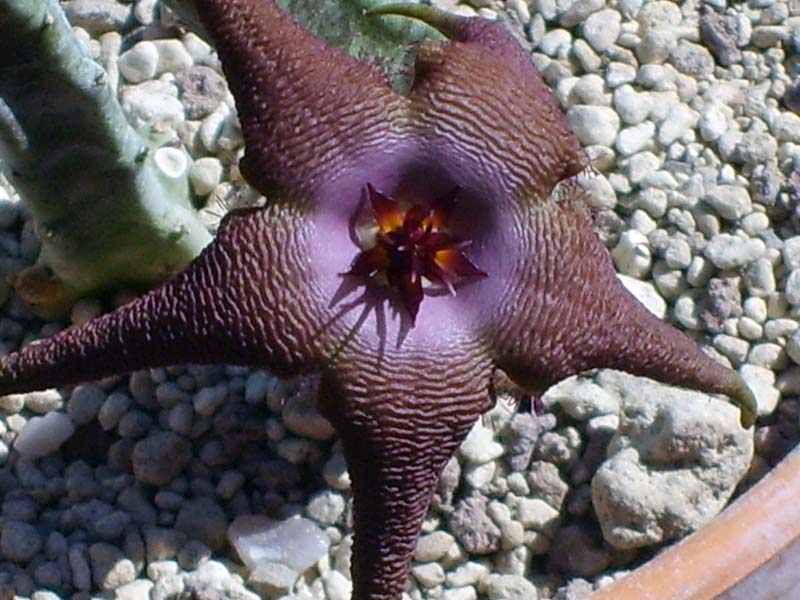 Stapelia schinzii 