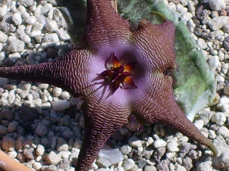 Stapelia schinzii 