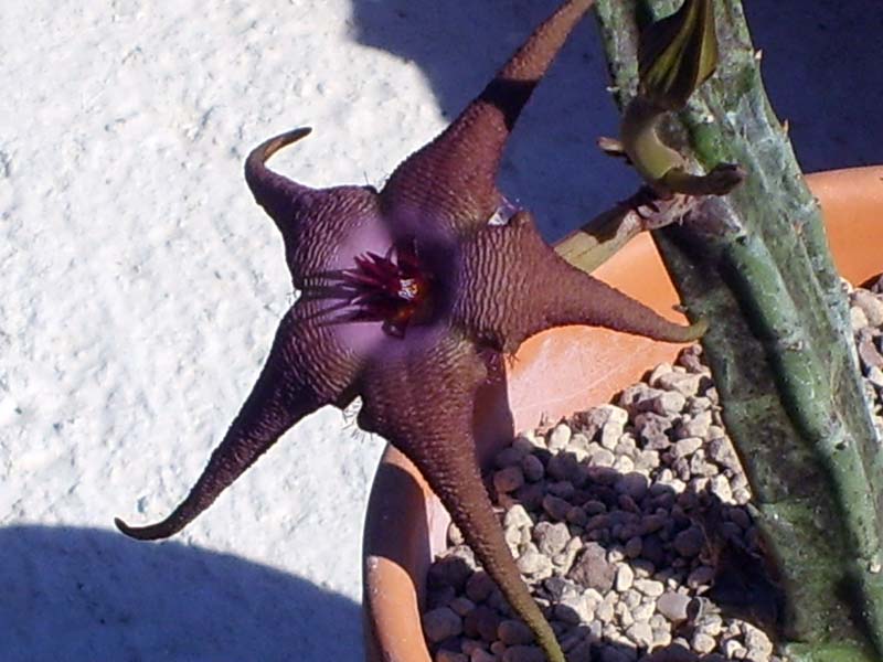 Stapelia schinzii 