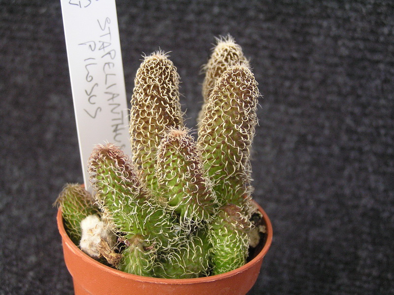 Stapelianthus pilosus 