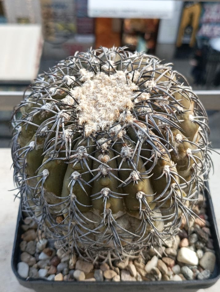 Gymnocalycium spegazzinii 