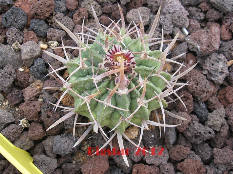 Stenocactus coptonogonus 