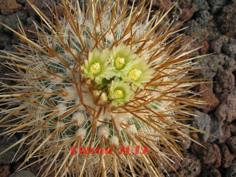 Stenocactus sulphureus 