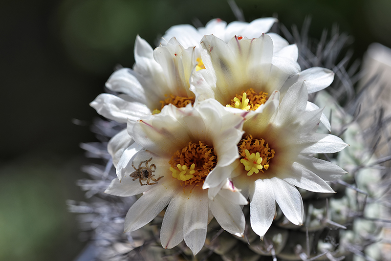 Strombocactus disciformis 