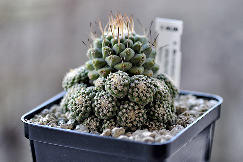 strombocactus disciformis v. prolifera
