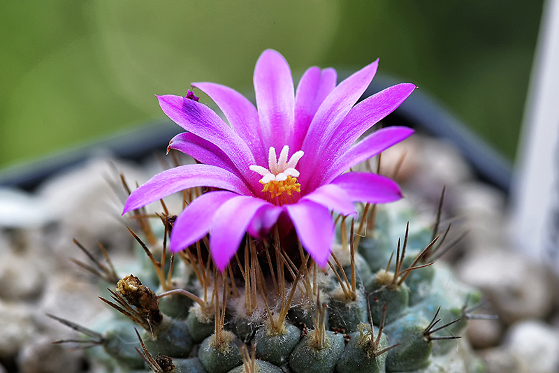 Strombocactus pulcherrimus 