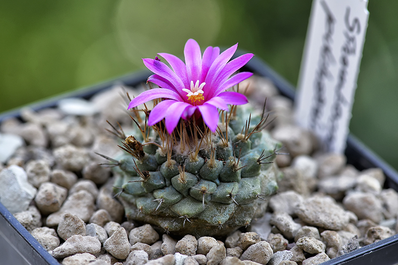 Strombocactus pulcherrimus 