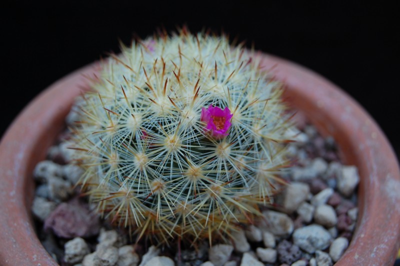 Mammillaria laui ssp. subducta LAU 1222