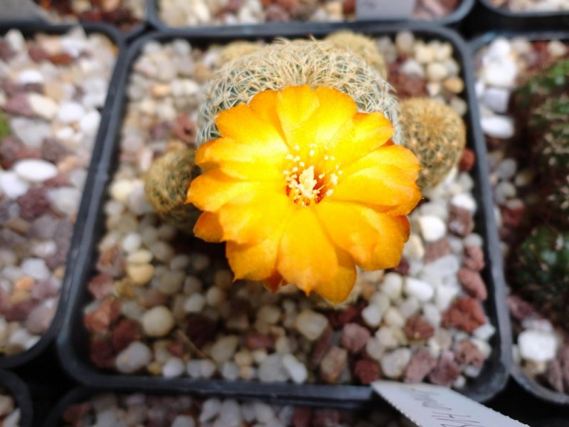 Sulcorebutia breviflora forma - orange L 314