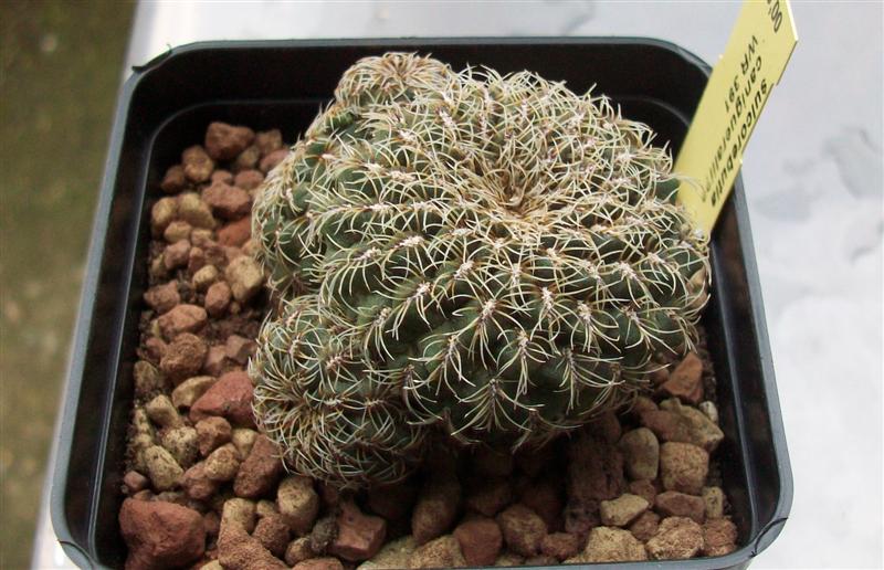 Sulcorebutia canigueralii 