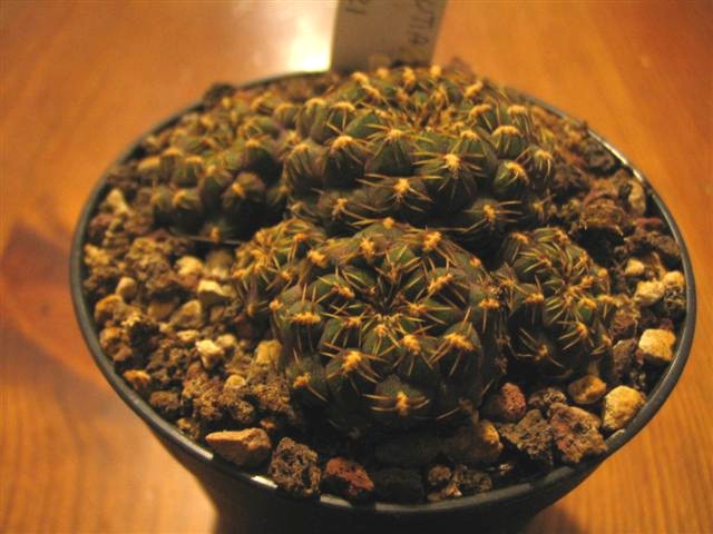 Sulcorebutia pulchra HS 78