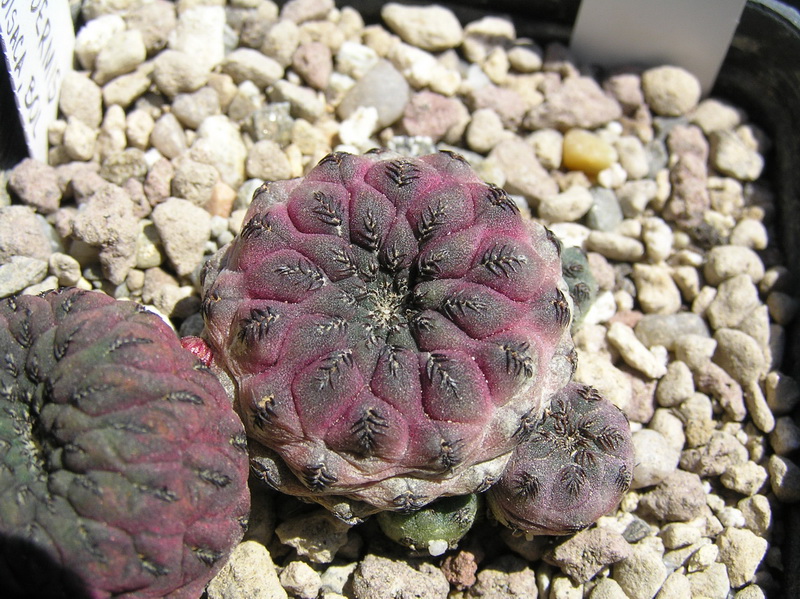 Sulcorebutia rauschii v. violacidermis WR 289