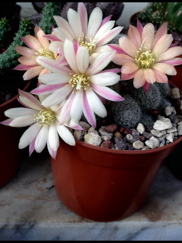 Rebutia cv. sunrise 