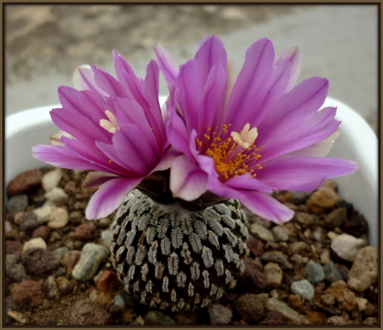 Turbinicarpus pseudopectinatus v. rubriflorus 