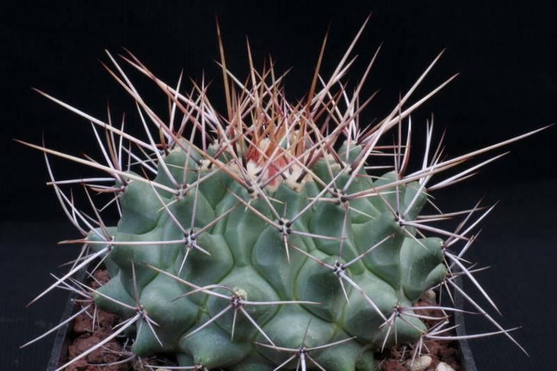 Thelocactus rinconensis 