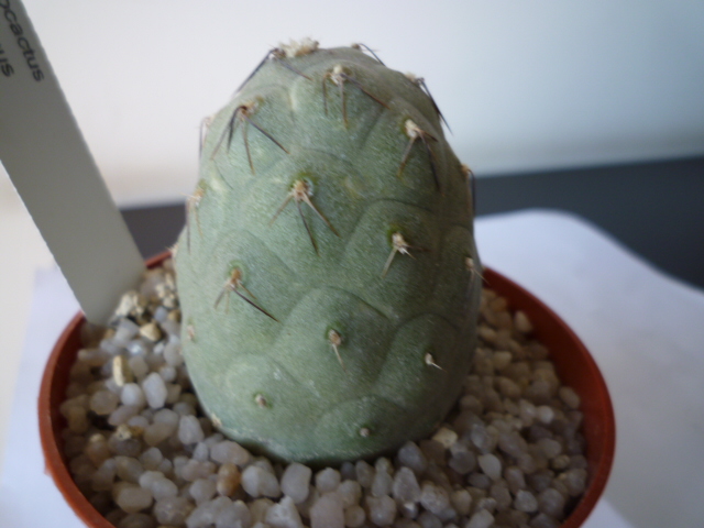 Tephrocactus geometricus 