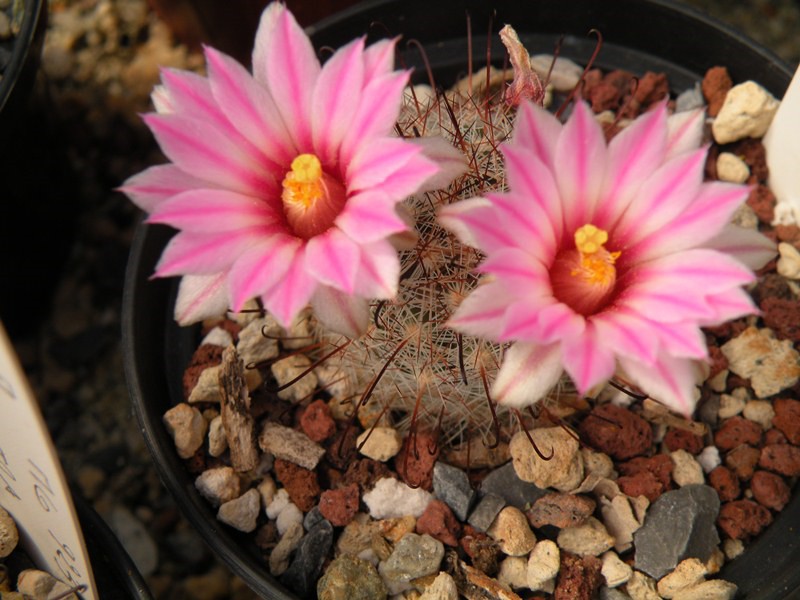 Mammillaria tetrancistra 