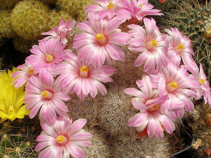 Mammillaria tetrancistra 