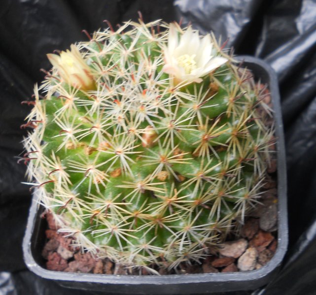 Mammillaria tezontle 