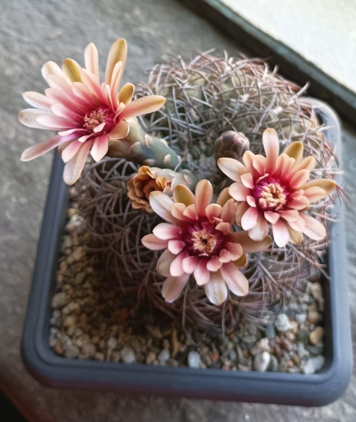 Gymnocalycium spegazzinii 