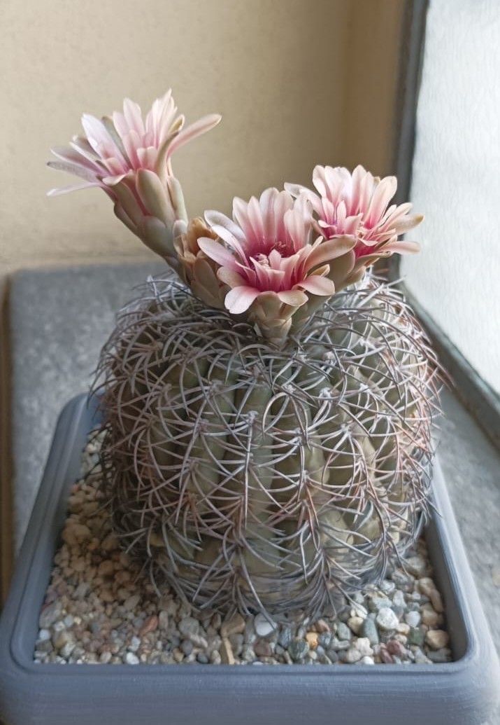 Gymnocalycium spegazzinii 