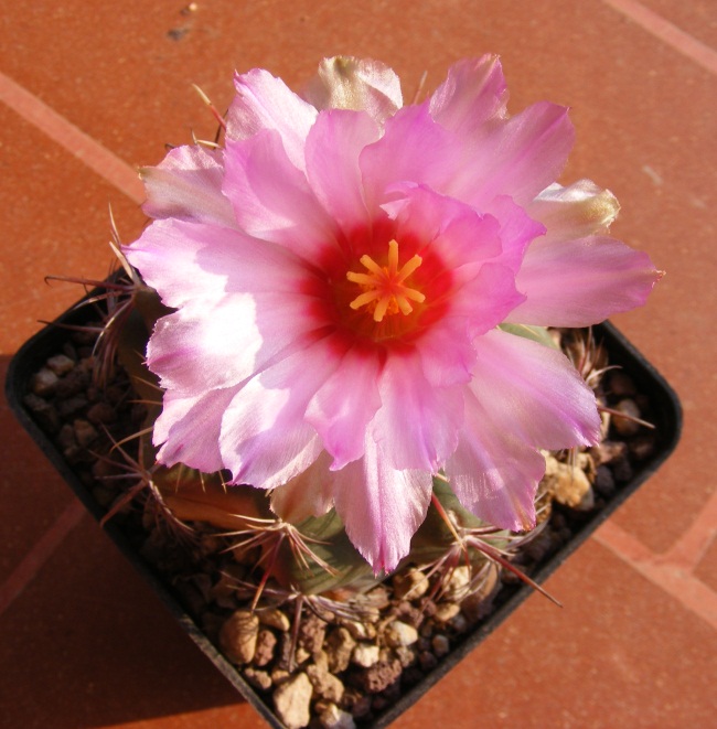 thelocactus pottsii