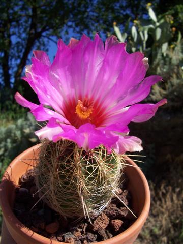 Thelocactus bicolor 