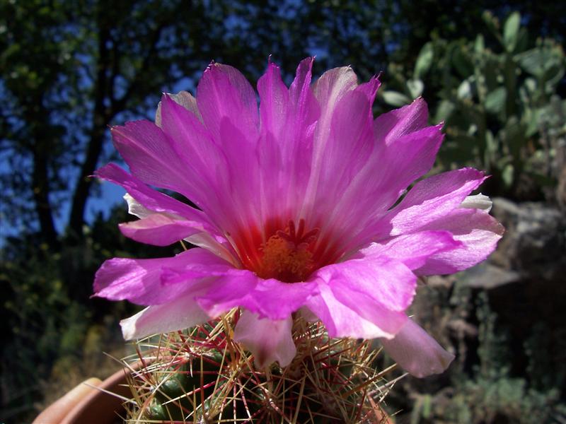 Thelocactus bicolor 