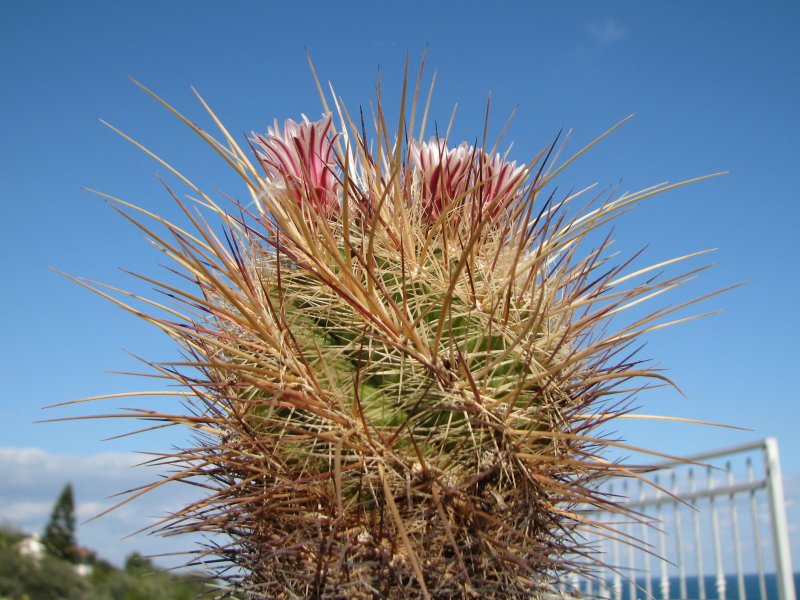 Thelocactus lausseri 