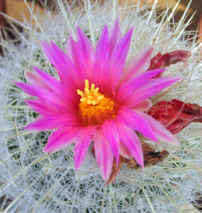 Thelocactus macdowellii 