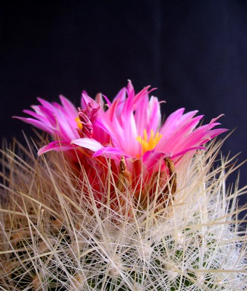 Thelocactus macdowellii 