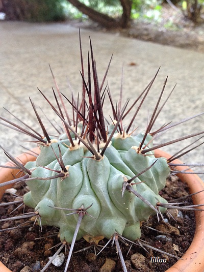 Thelocactus nidulans 