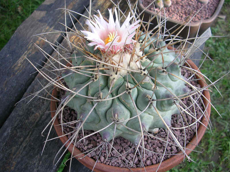 Thelocactus rinconensis SB301