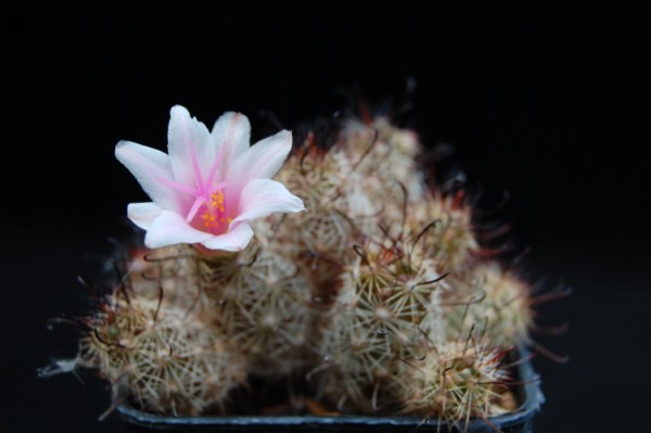 Mammillaria thornberi ssp. yaquensis REP 2118