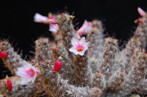 Mammillaria thornberi ssp. yaquensis REP 2118