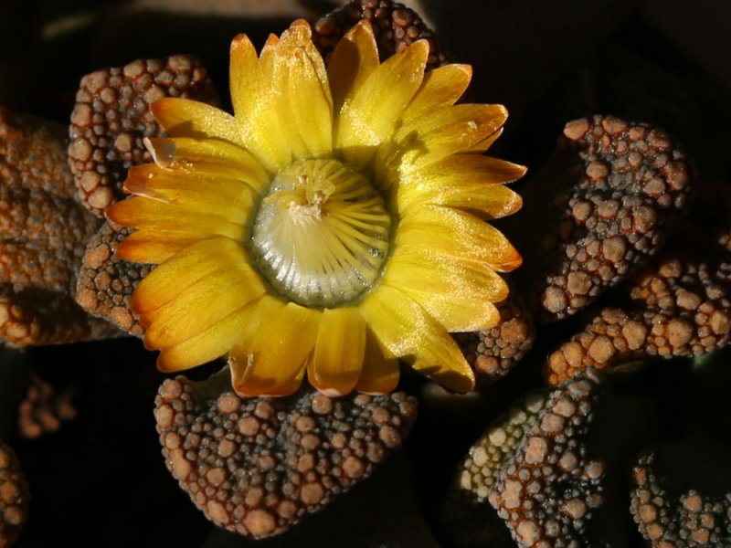 titanopsis calcarea