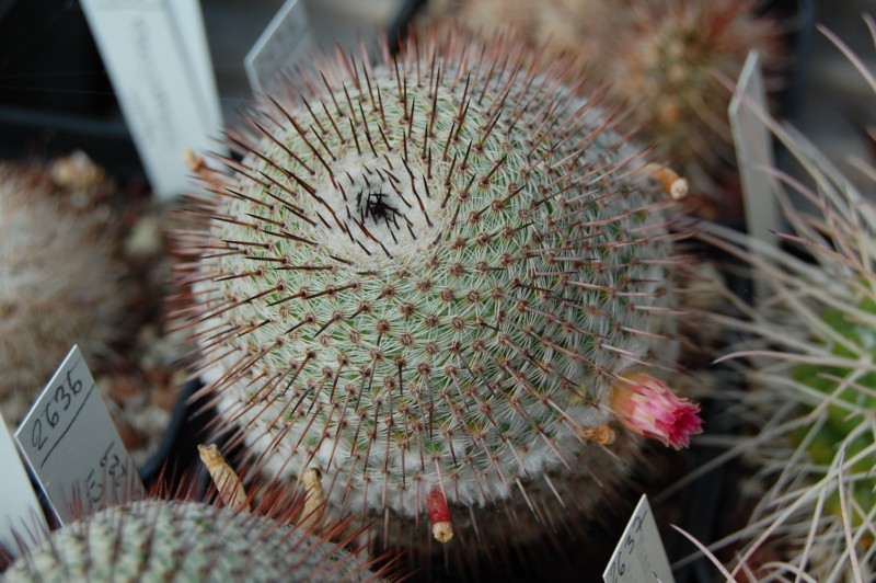 Mammillaria crucigera ssp. tlalocii FO 229