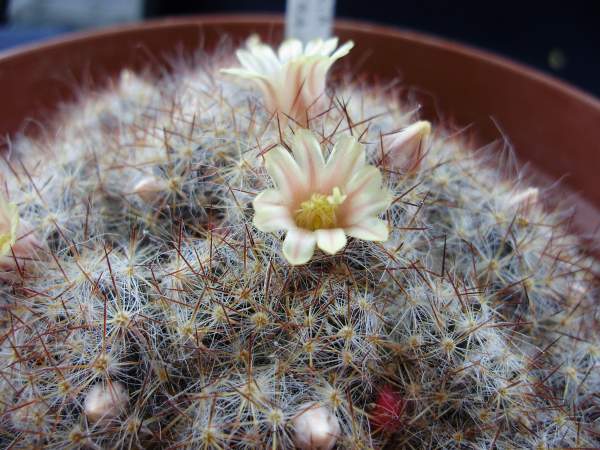 Mammillaria prolifera ssp. texana 