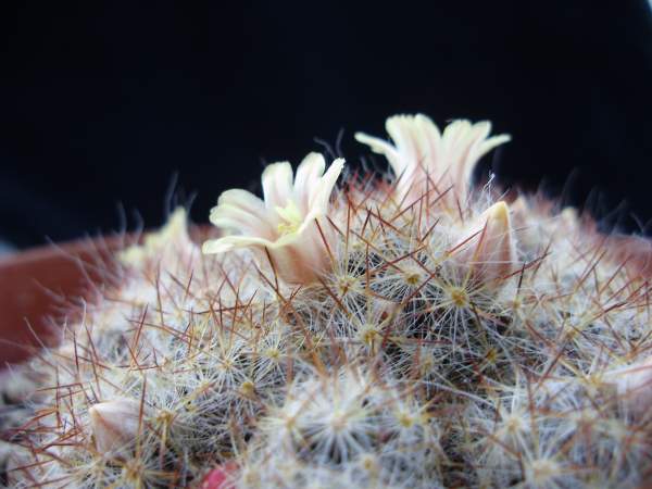 Mammillaria prolifera ssp. texana 