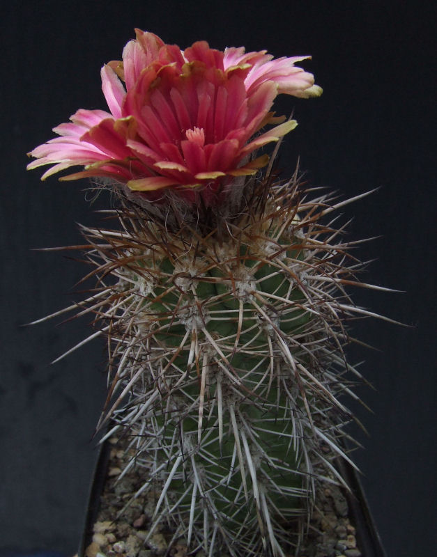 Pyrrhocactus trapichensis 