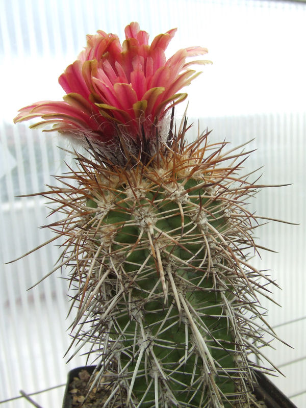 Pyrrhocactus trapichensis 