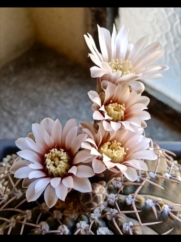Gymnocalycium triacanthum 