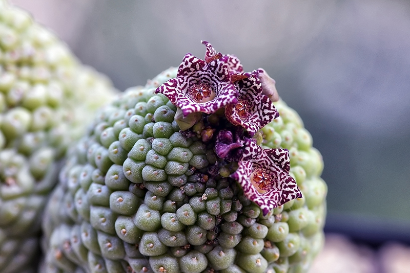 Trichocaulon cactiformis 