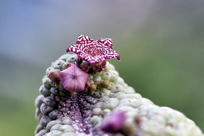 Trichocaulon cactiformis 