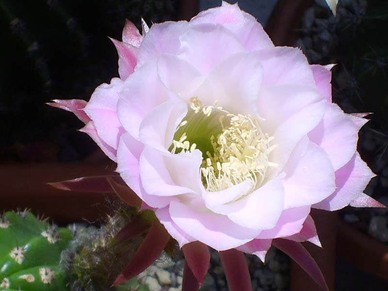 Trichocereus ibrido 'delrue' 