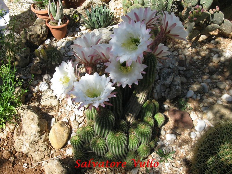 Trichocereus schickendantzii 