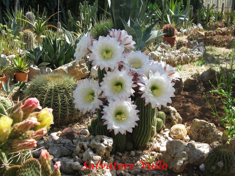 Trichocereus schickendantzii 