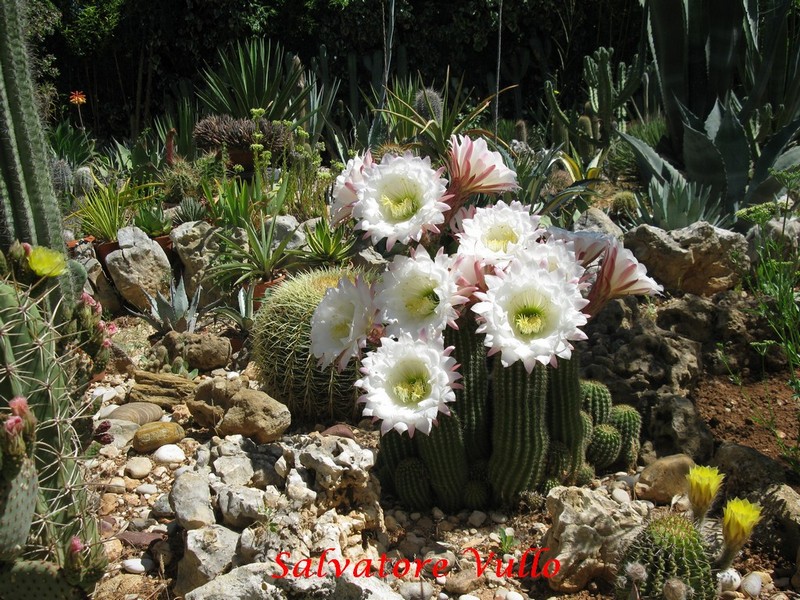 Trichocereus schickendantzii 