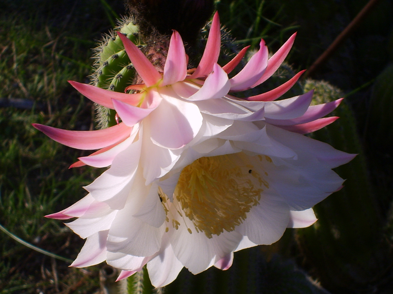 Trichocereus schickendantzii 