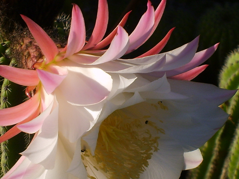 Trichocereus schickendantzii 